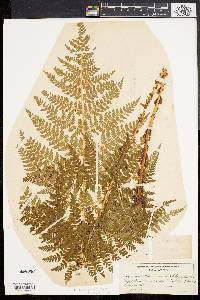 Dryopteris dilatata image