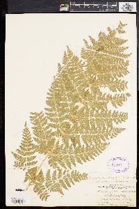 Dryopteris dilatata image