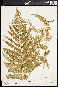 Dryopteris dilatata image