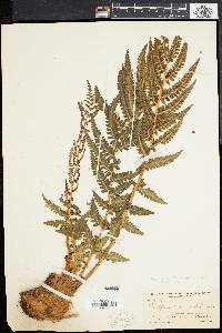 Dryopteris dilatata image