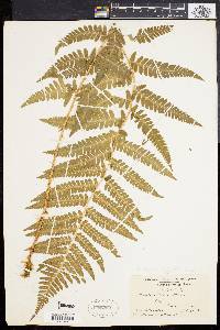 Dryopteris dilatata image