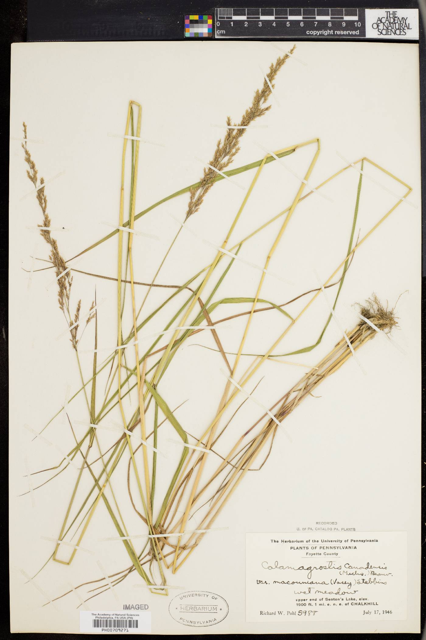 Calamagrostis canadensis var. macouniana image