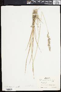 Calamagrostis cinnoides image