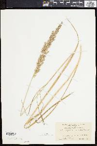 Calamagrostis cinnoides image