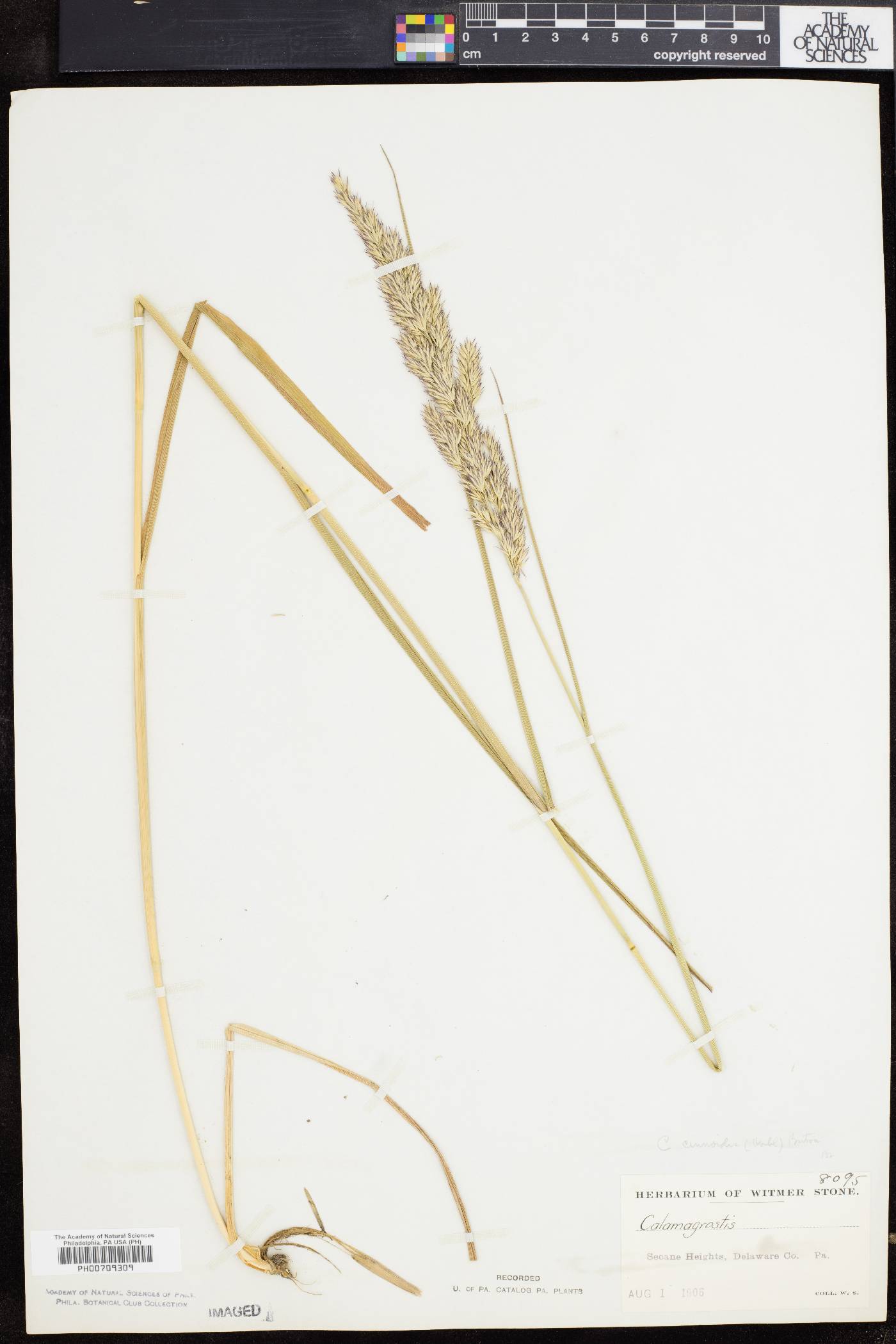 Calamagrostis cinnoides image