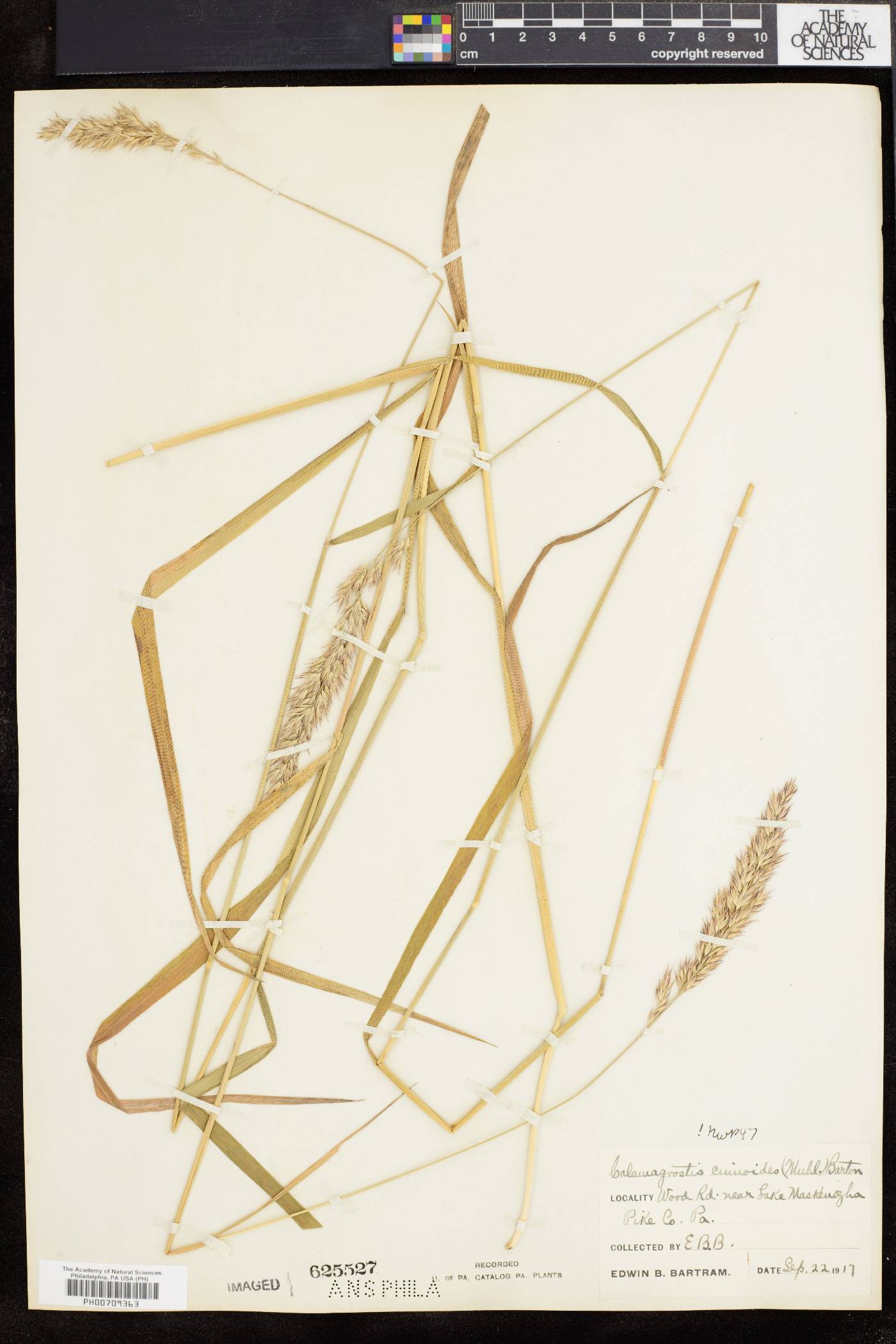 Calamagrostis cinnoides image