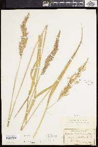 Calamagrostis cinnoides image