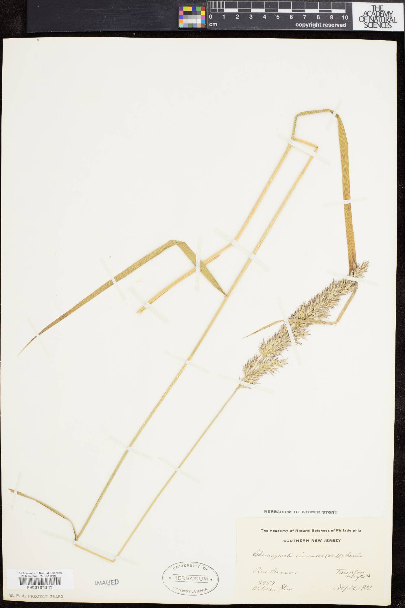Calamagrostis cinnoides image