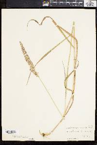 Calamagrostis cinnoides image