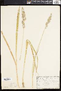 Calamagrostis cinnoides image