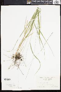 Chasmanthium laxum image