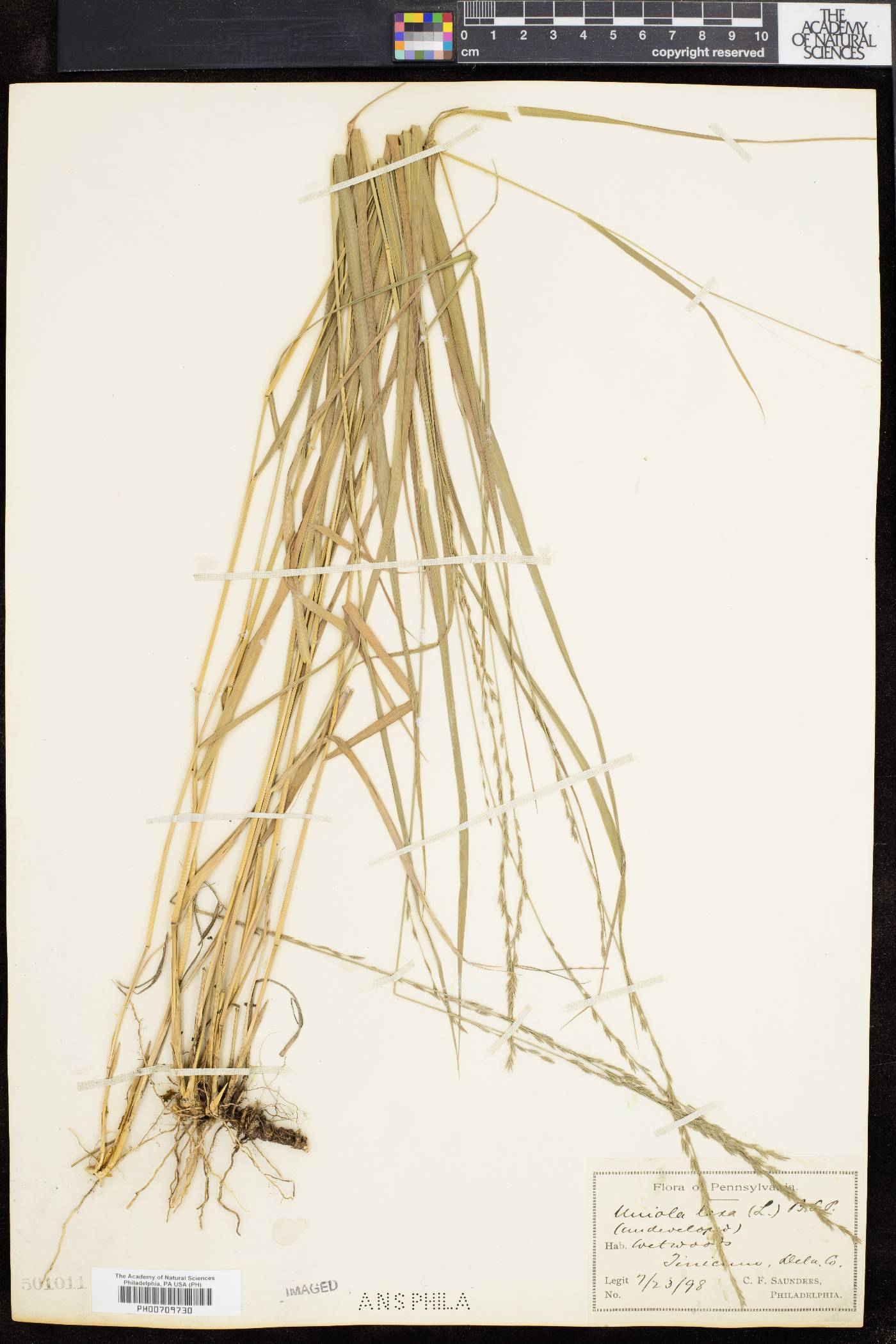 Chasmanthium laxum image