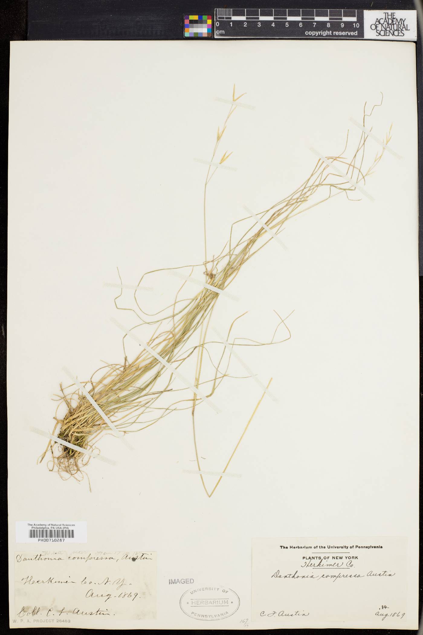 Danthonia compressa image