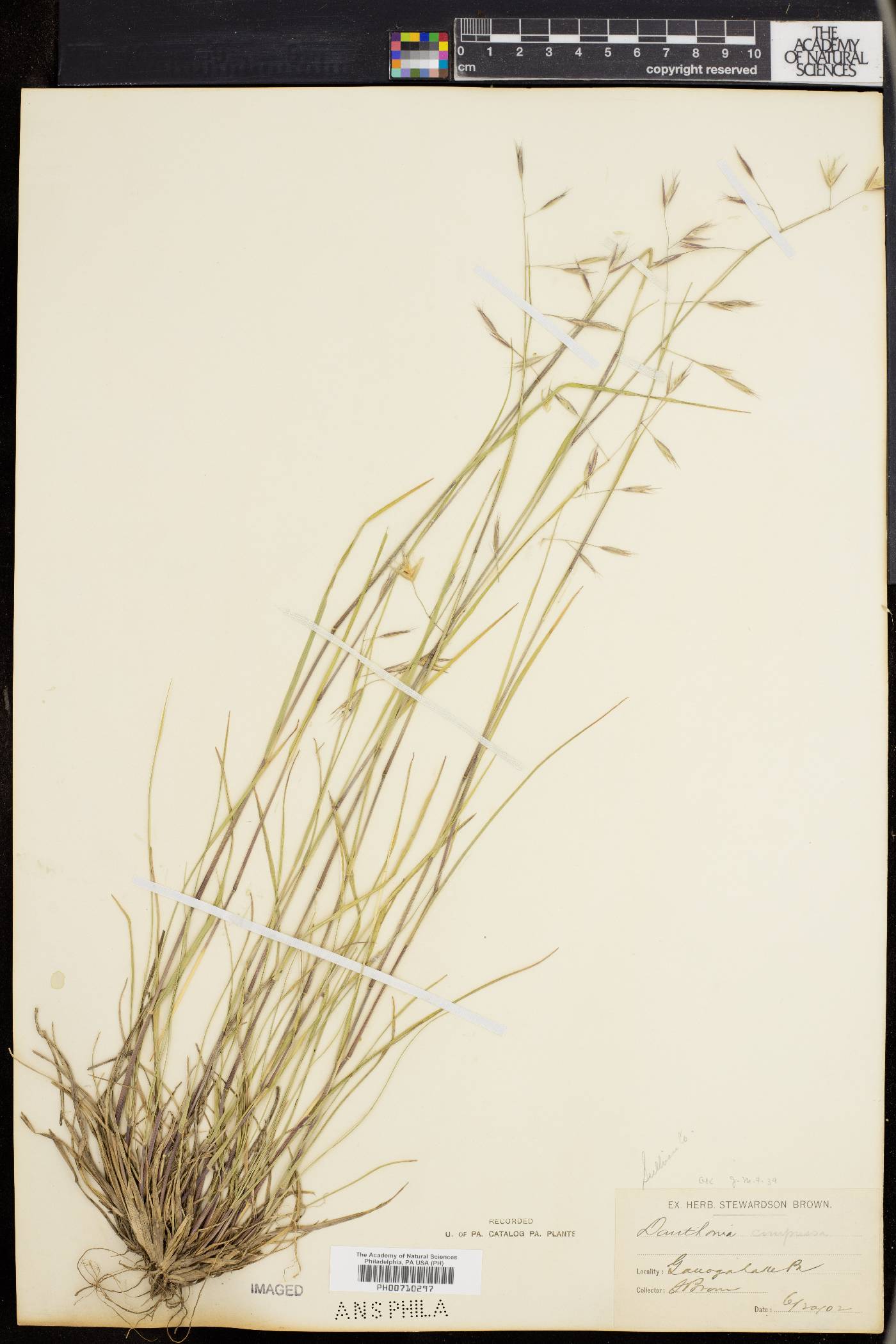 Danthonia compressa image