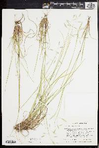 Danthonia compressa image