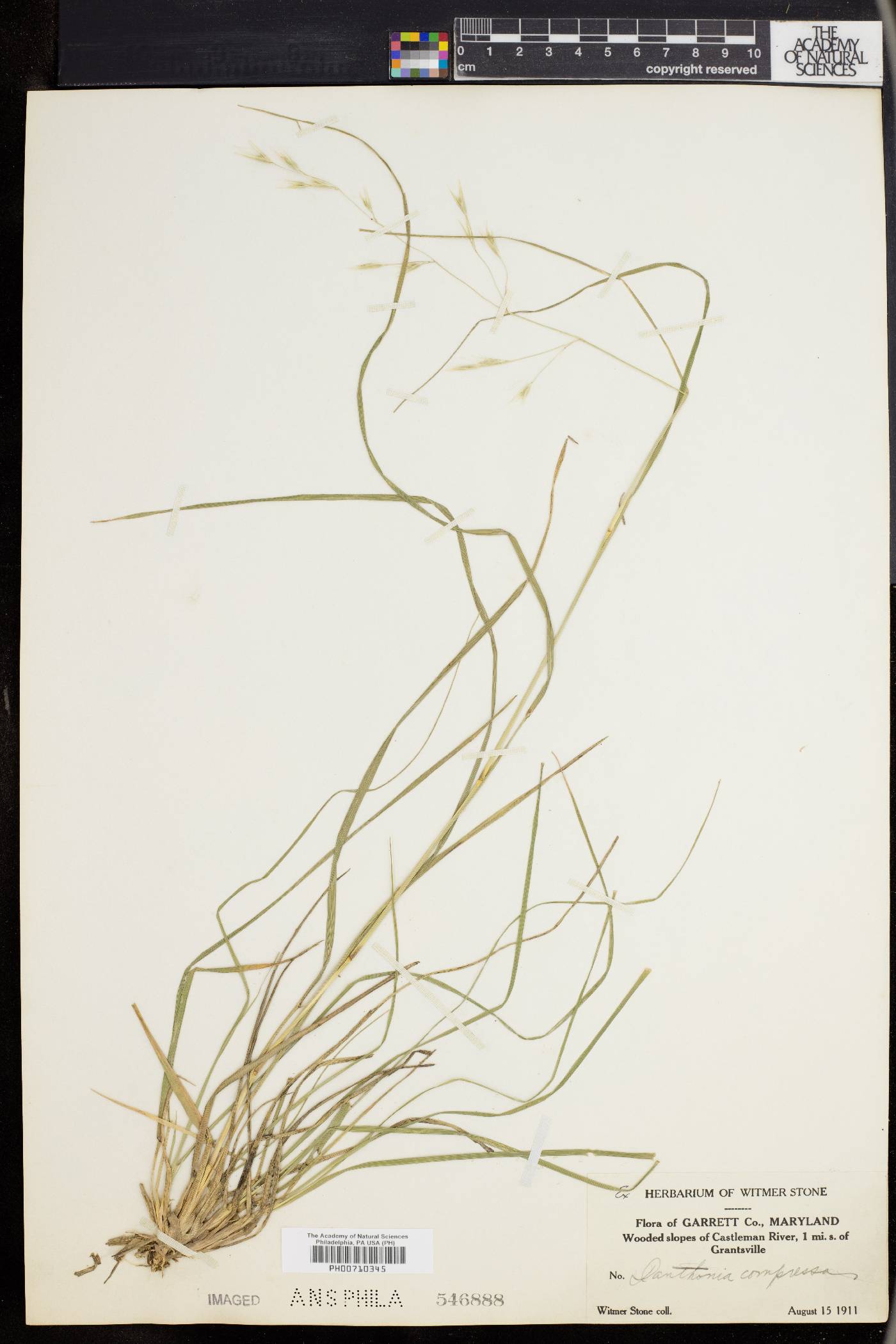 Danthonia compressa image