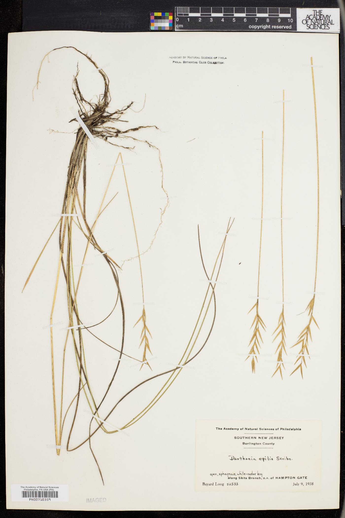 Danthonia epilis image