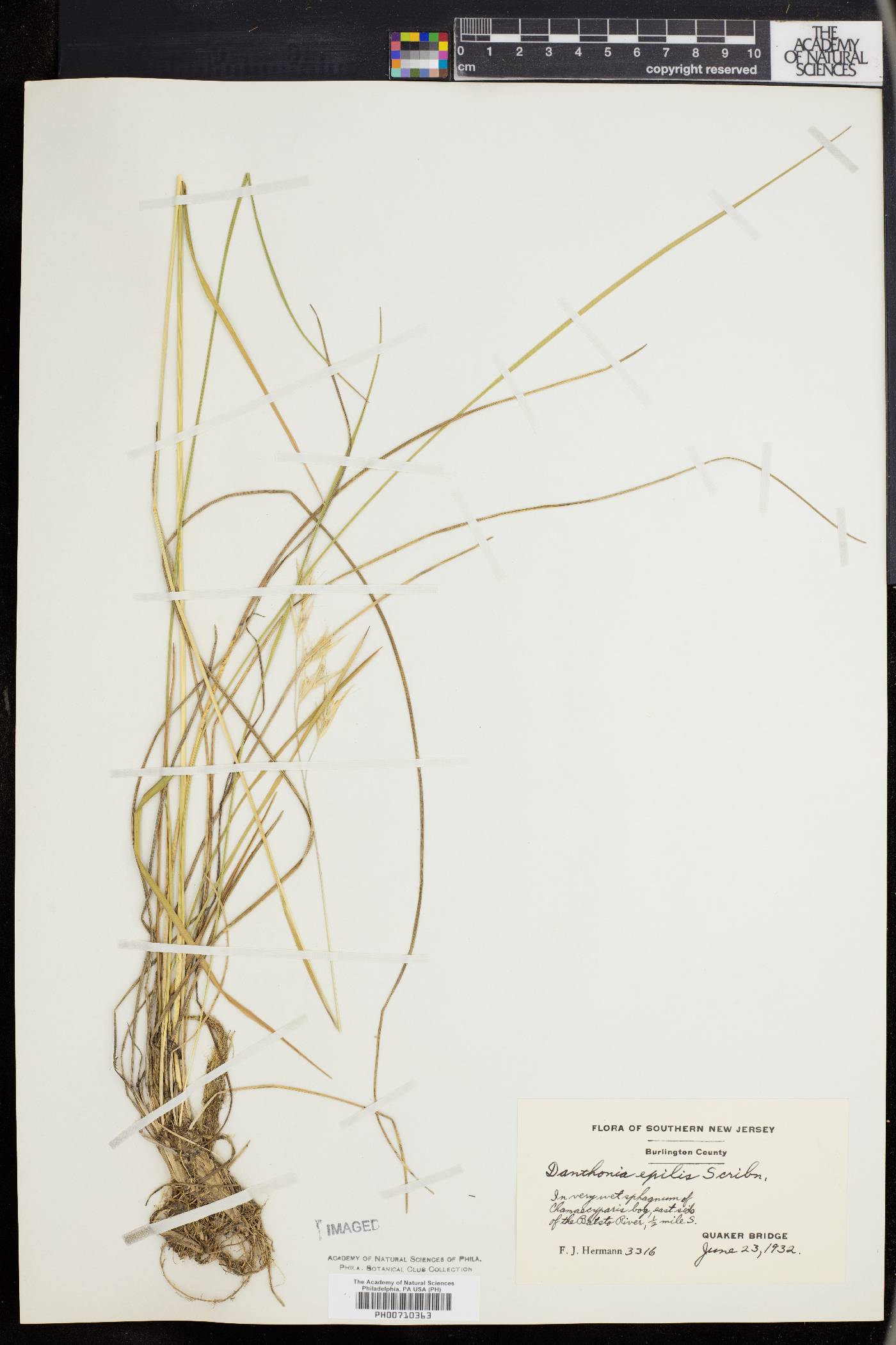 Danthonia epilis image