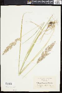 Calamagrostis cinnoides image