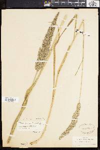 Calamagrostis cinnoides image