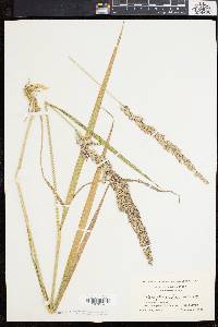 Calamagrostis cinnoides image