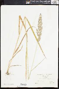 Calamagrostis cinnoides image