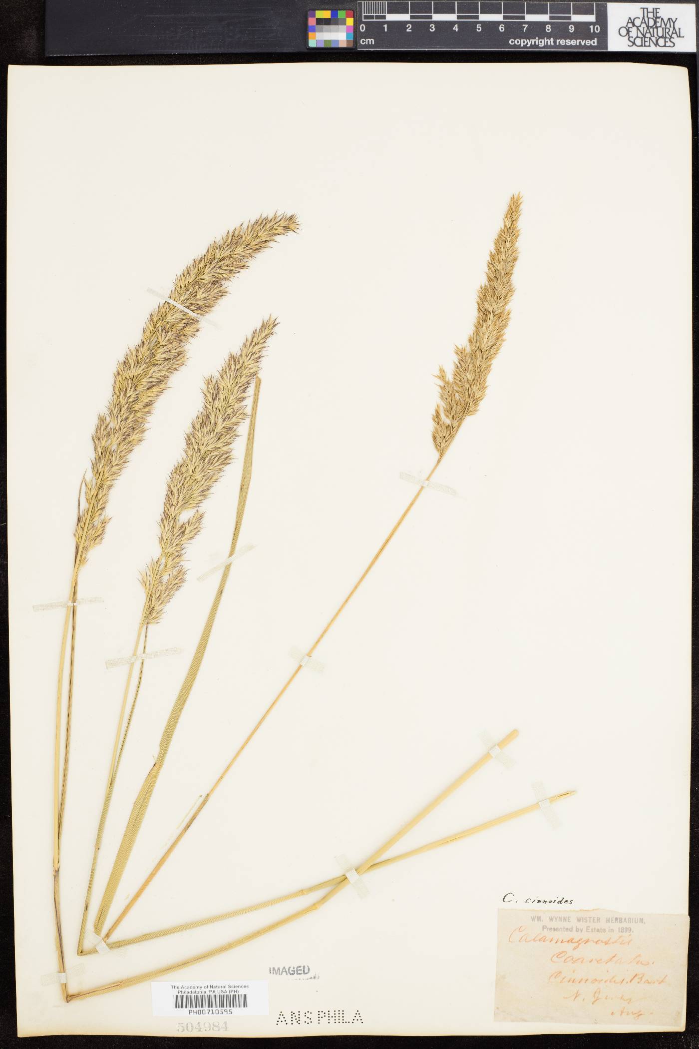 Calamagrostis cinnoides image