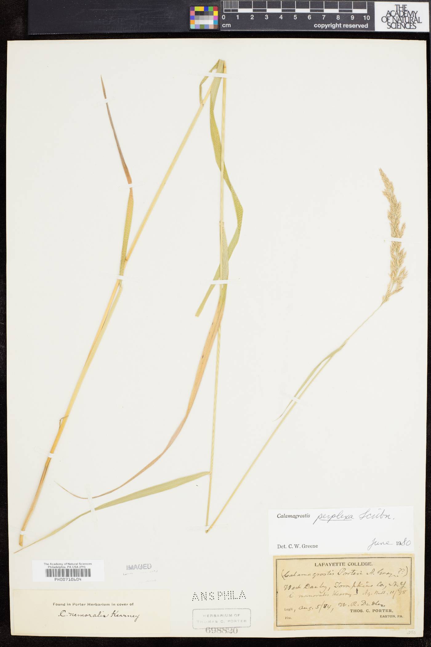 Calamagrostis perplexa image