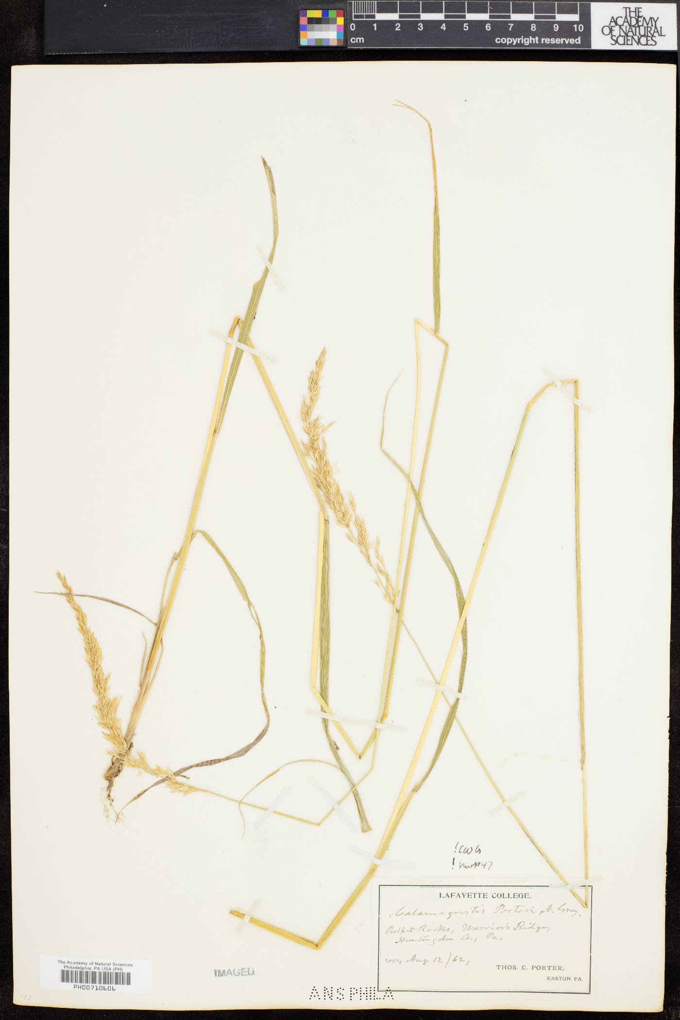 Calamagrostis porteri image