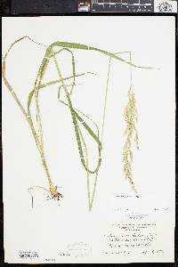 Calamagrostis porteri image