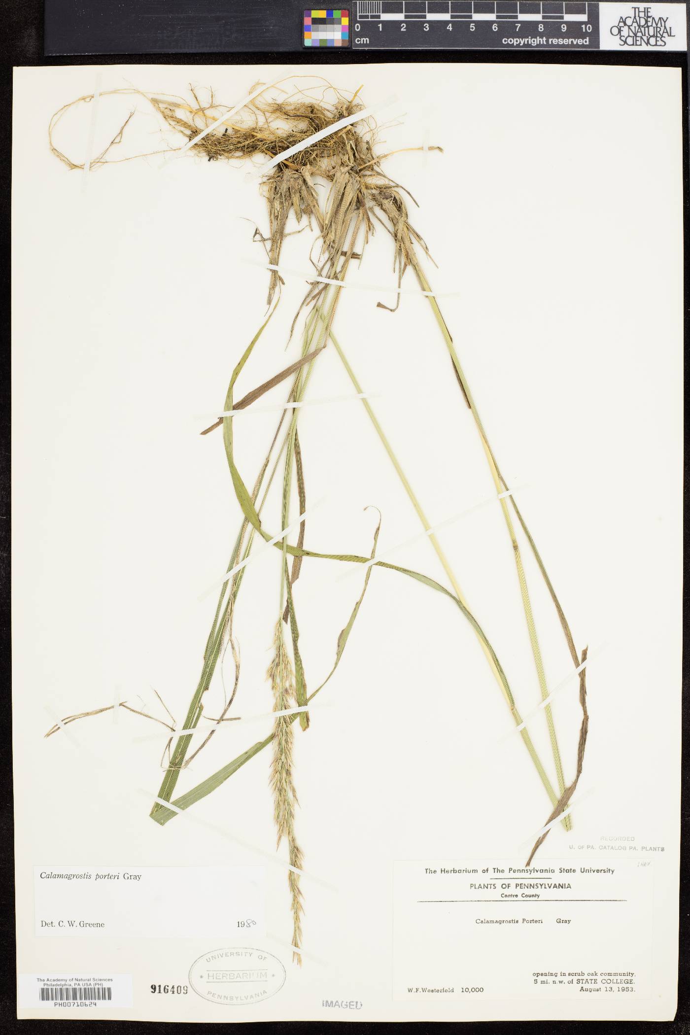 Calamagrostis porteri image