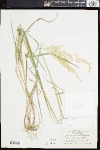 Calamagrostis porteri image