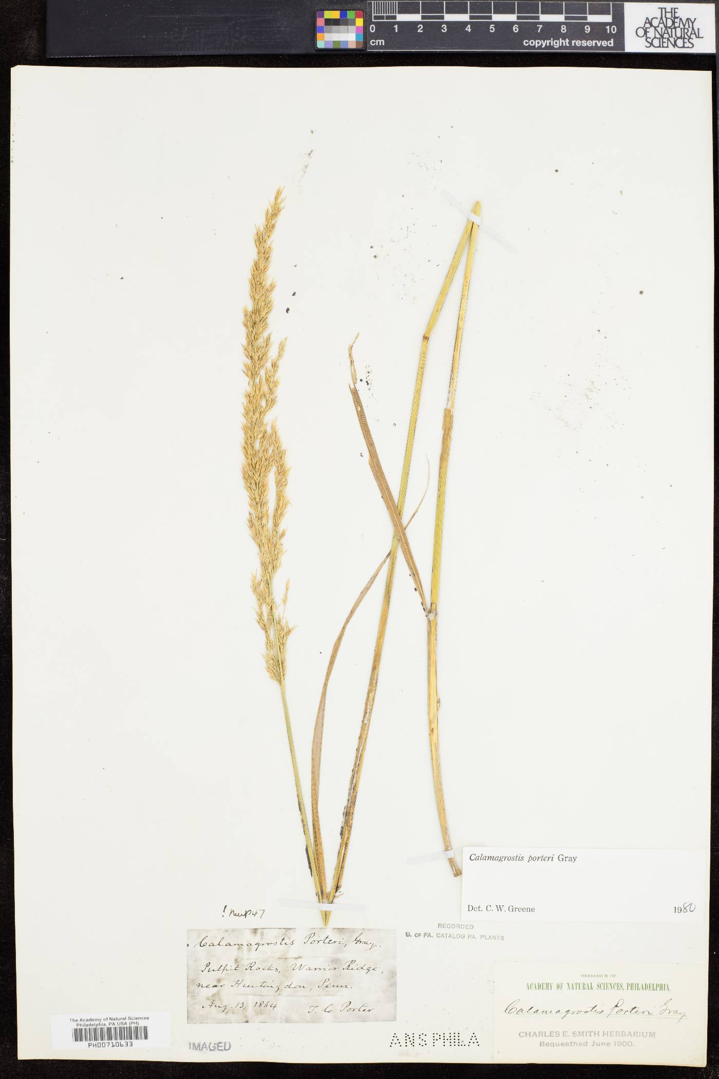 Calamagrostis porteri image