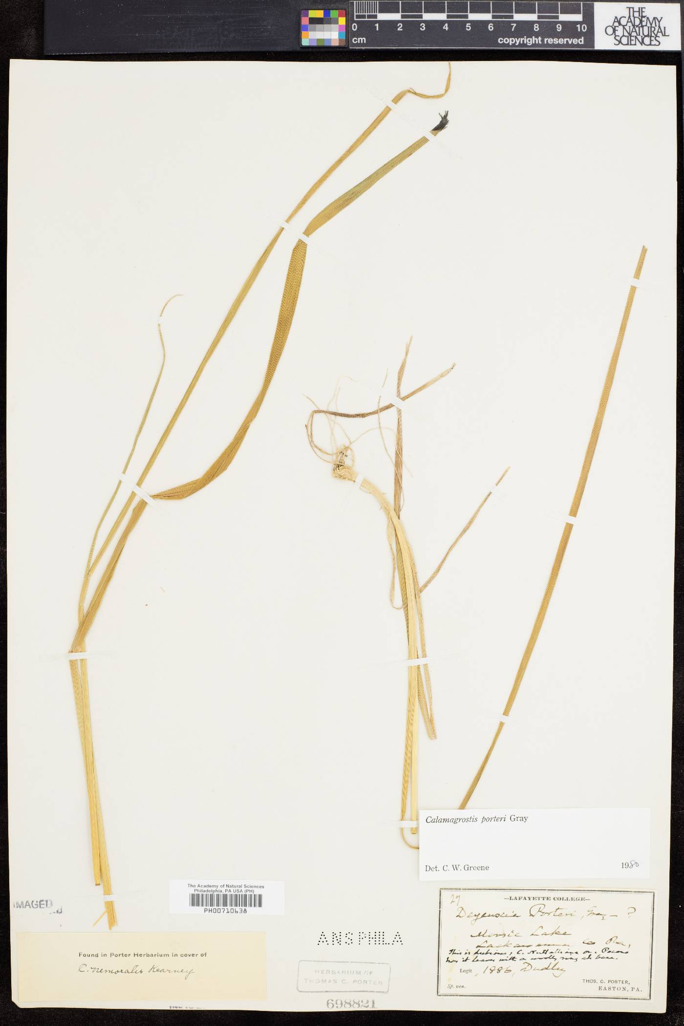 Calamagrostis porteri image