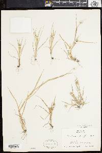 Cenchrus spinifex image