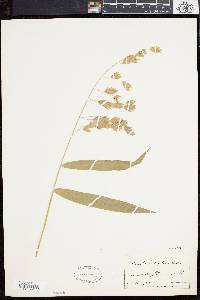 Chasmanthium latifolium image