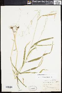 Cinna latifolia image