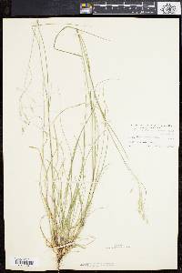 Danthonia compressa image