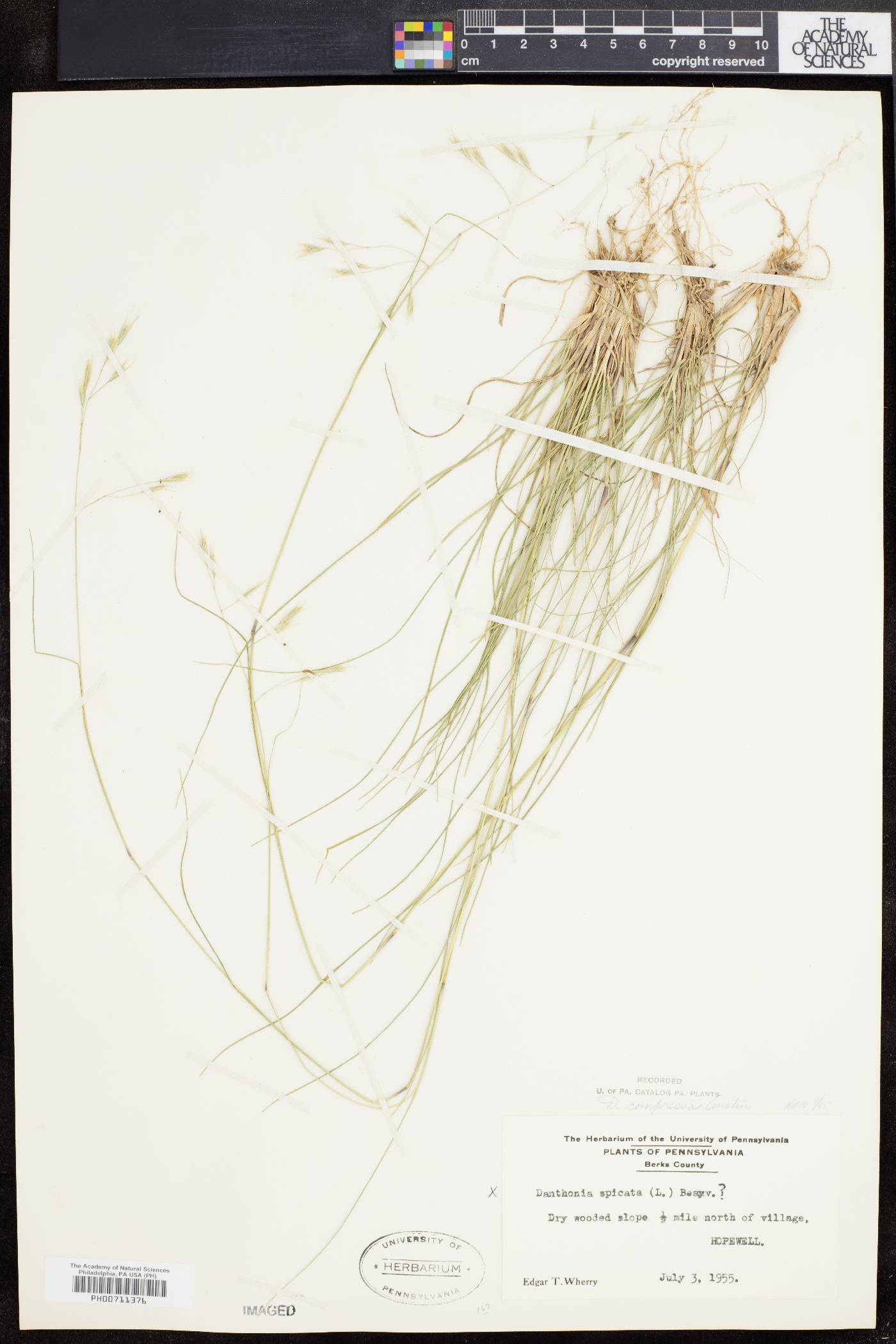 Danthonia compressa image