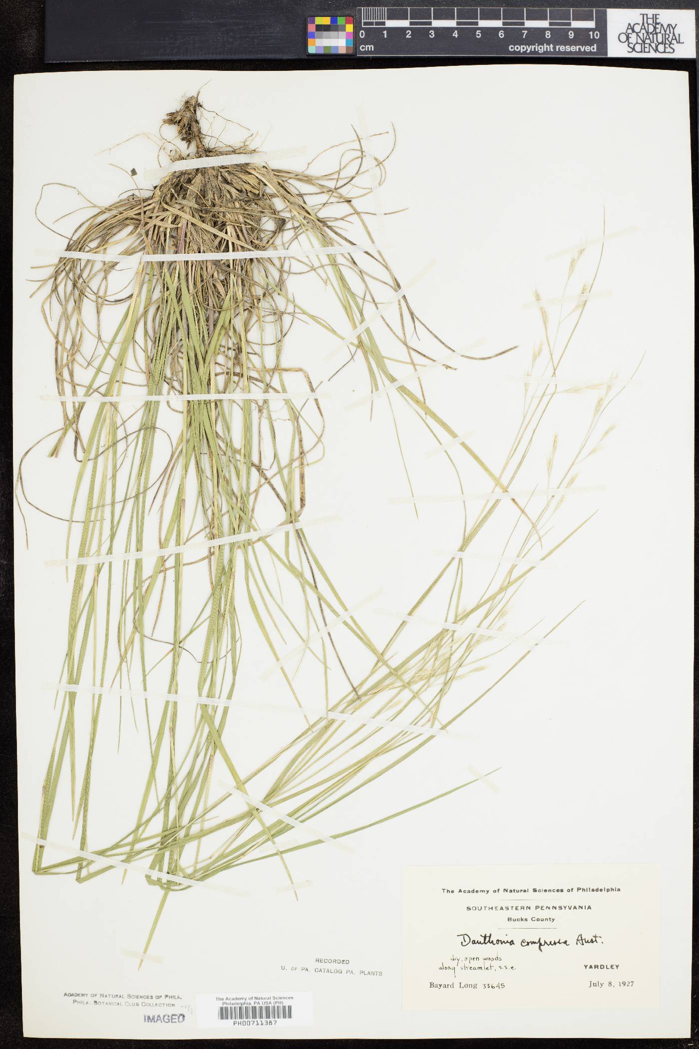 Danthonia compressa image