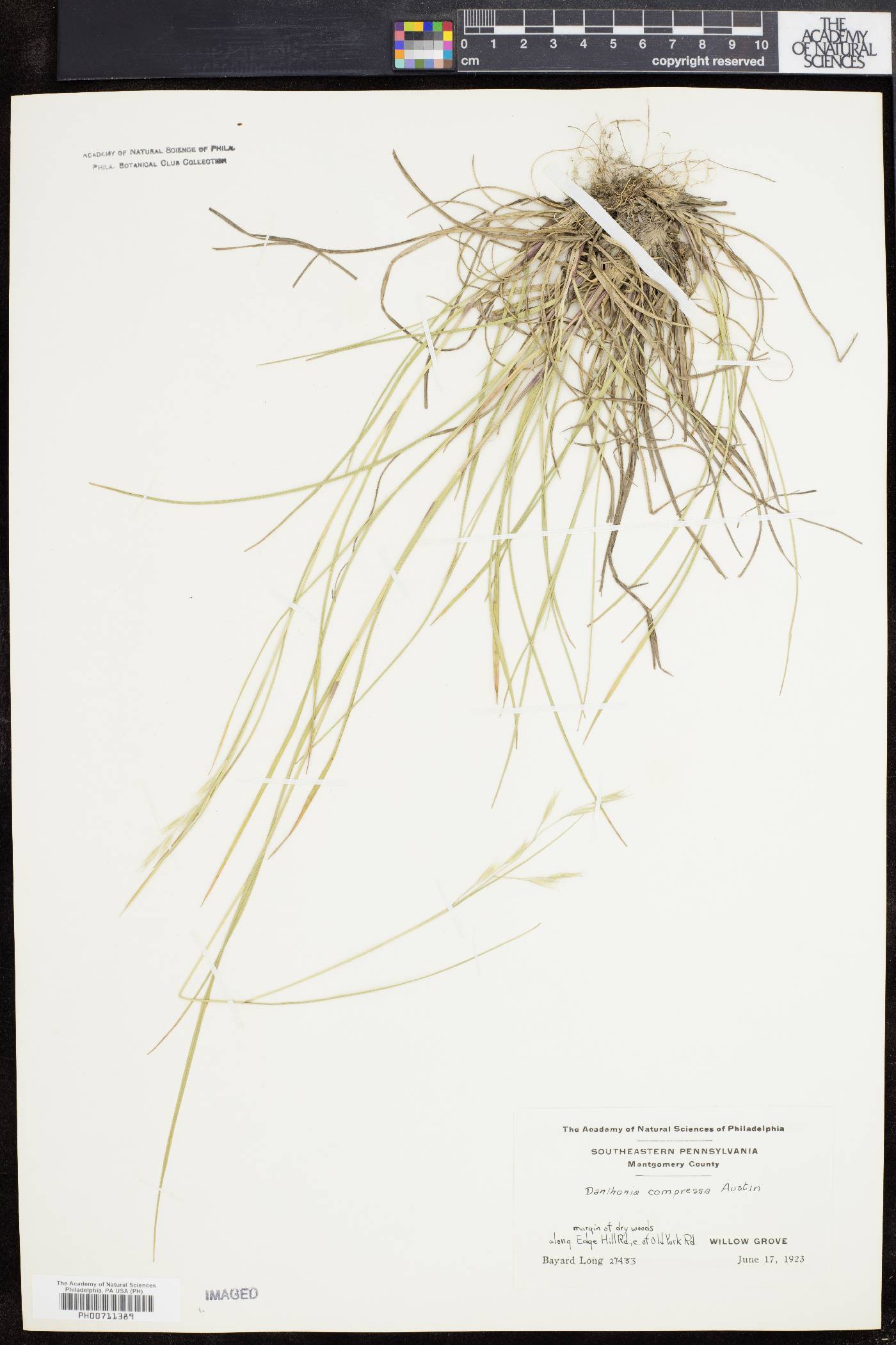 Danthonia compressa image