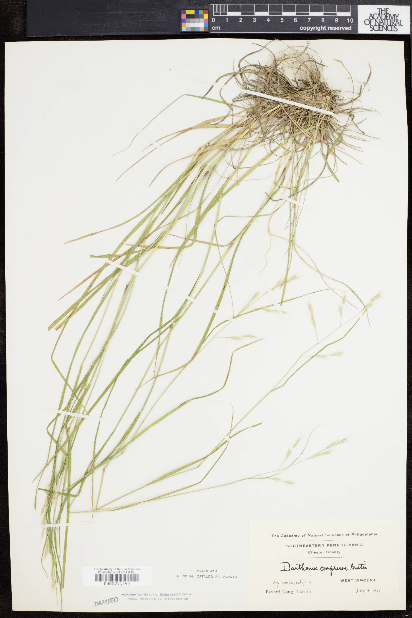 Danthonia compressa image