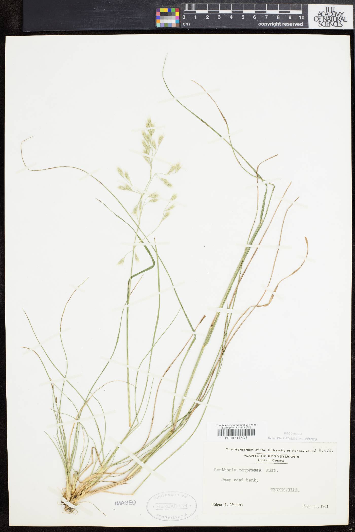 Danthonia compressa image