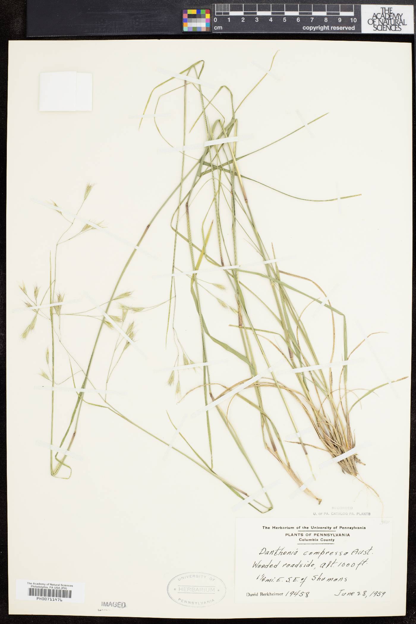 Danthonia compressa image