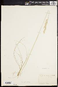 Danthonia sericea image