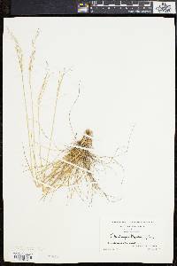 Deschampsia flexuosa image