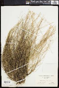 Deschampsia flexuosa image