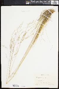 Deschampsia flexuosa image