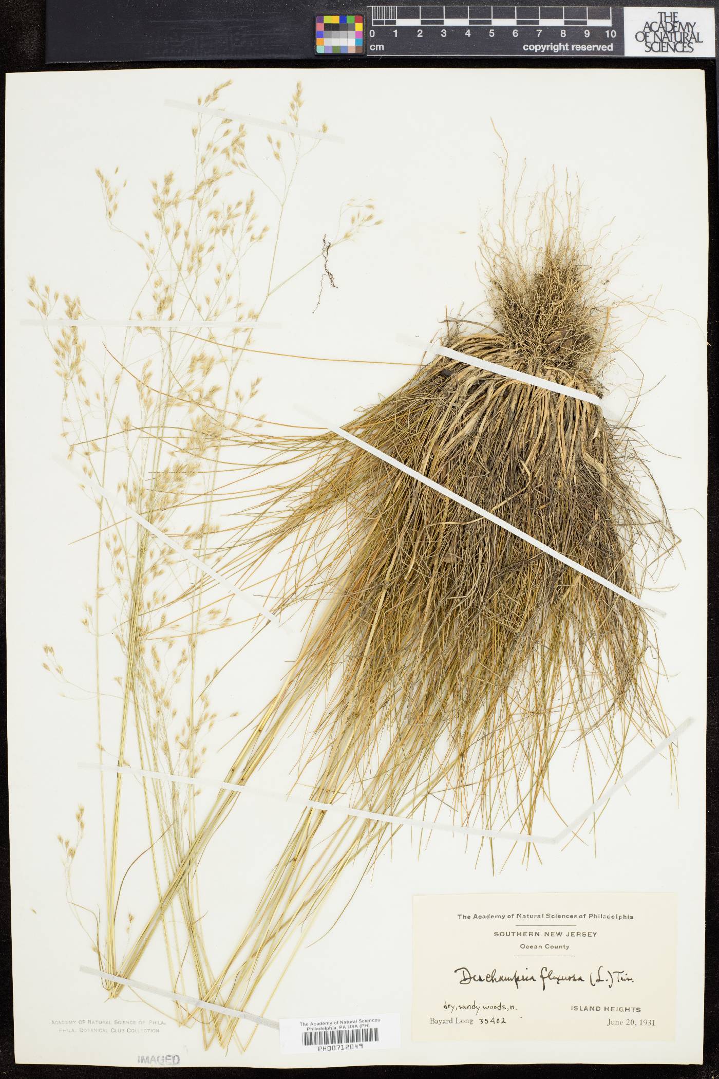 Deschampsia flexuosa image