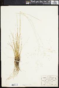 Deschampsia flexuosa image